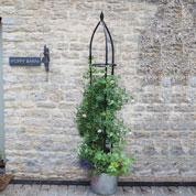 Obelisk Support for Climbing Plants OXFORD - 210cm